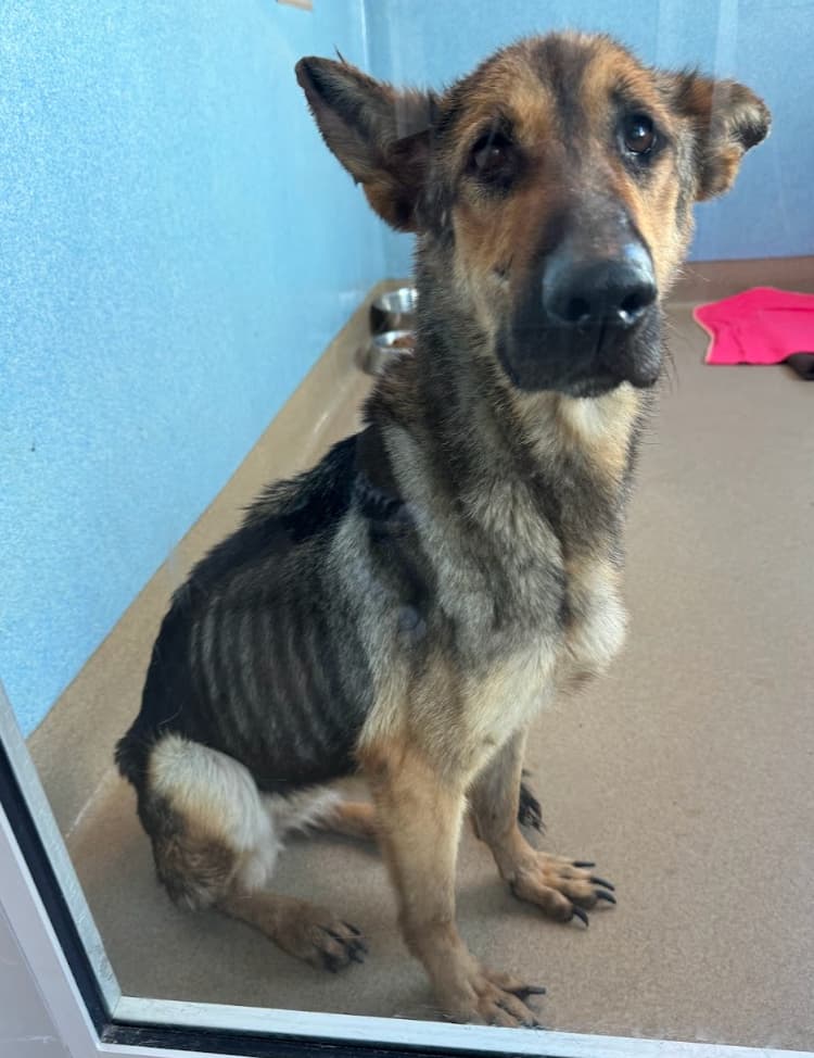 emaciated german shepher